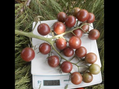 Томат Черная вишня (Black Cherry)