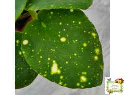 ШН-Космическая Фея (Н. Шушакова) 2019 г.