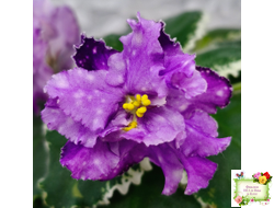 ПТ-Сиреневый Тюль (Т. Пугачева) 2023 г.