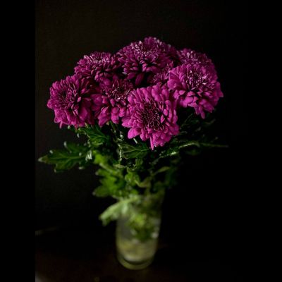 Хризантема одноголовая 9 шт