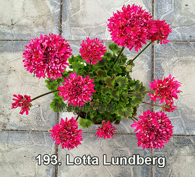 Пеларгония Lotta Lundberg
