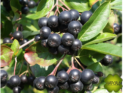 Арония (черноплодная рябина)