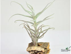 Тилландсия Paleacea Tillandsia Araujei, купить в интернет магазине ПлантАква
