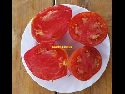 Томат Санта Мария (Santa Maria)