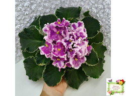 МТ-Сладкая Фантазия (М. Тотиева) 2022 г.