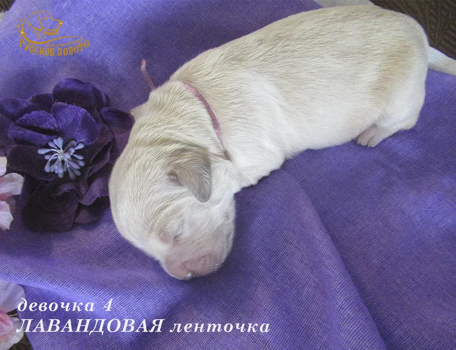 УЖЕ в НОВОМ ДОМЕ = Девочка ЛАВАНДОВАЯ ленточка, 5 дней. ДР 28.01.20. 