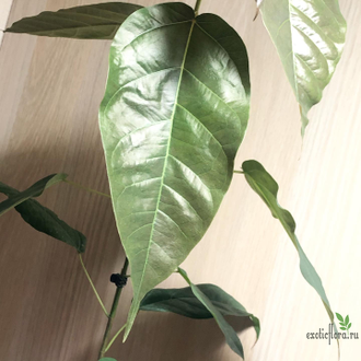 Ficus sp.(T29) Brown leaf / фикус природный Браун лиф