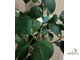 Ficus diversifolia diversion / фикус Дельтовидный расписной