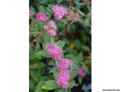 Купить спирея японская Мерло Грин в Москве в красовский-сад.рф