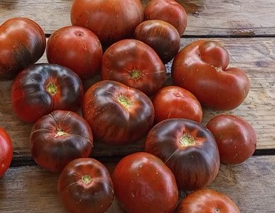 Томат Татьянин яхонт