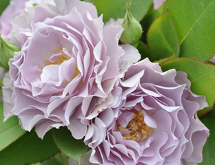 Роза японской селекции Кутюр роз Тилия (Rosa Japanese Couture Rose Tilia) ОКС хи