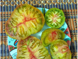 Томат Грин копия (Зеленая копия, Grin copia)