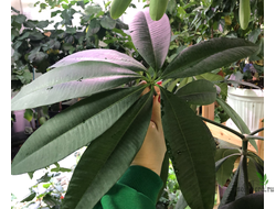 Альстония / Alstonia scholaris