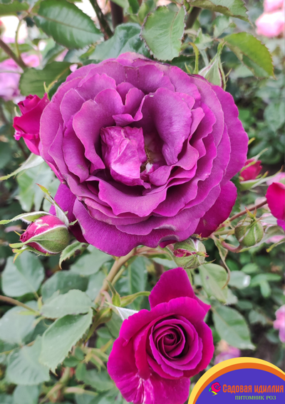 Парфюм де Рев (Parfum de Reve)