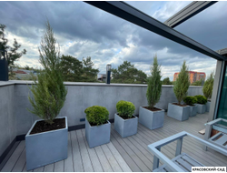 Туя Даника - Danica