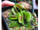 Dionaea muscipula Louchapates