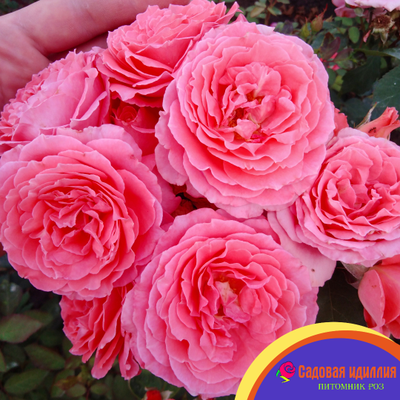 Институт Люмьер (Institut Lumiere)