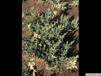 Можжевельник даурский Экспанса Вариегата - Expansa Variegata