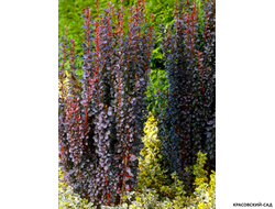 Барбарис Тунберга Helmond Pillar - фото в ландшафте - красовский-сад.рф