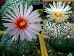 Astrophytum (AS SUPER TOKUSHIRO X ASRF) х AS MIRACLE (1042х1033) - 10 семян