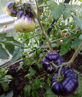 Семена томата Голубая красота