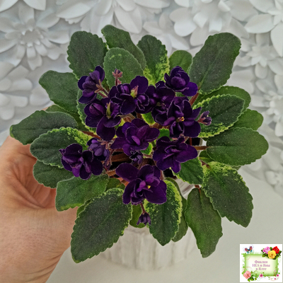 ЛЕ-Мия (Е.Лебецкая) 2018 г.