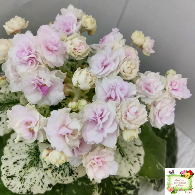 Watermelon Snow (P. Addison) (9738) 03/28/2007