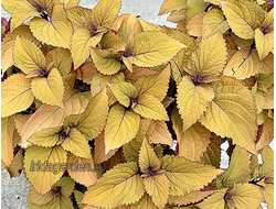 Колеус Orange King