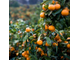 Мандарин красный (Citrus reticulata) Сицилия, цедра (5 мл) - 100% натуральное эфирное масло