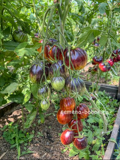 Томат Огненный Тюрбан, 10 шт