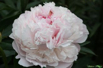 Paeonia Frances Mains