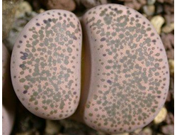 Lithops terricolor (*peersii) С131 - 5 семян