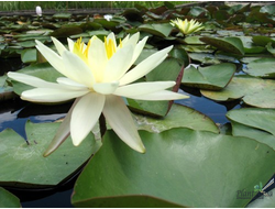 Нимфея Шарлин Строун