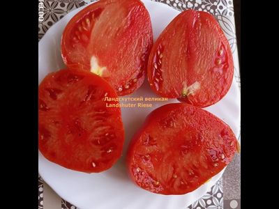 Томат Ландсхутский великан (Landshuter Riese, Германия)