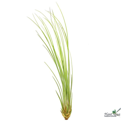 Тилландсия Juncea