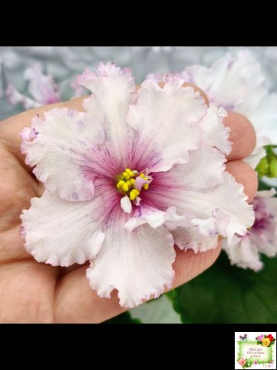 РМ-Ягодный Мармелад (Н.Скорнякова) 2019 г.