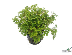 Селагинелла Индонезия (горшок)