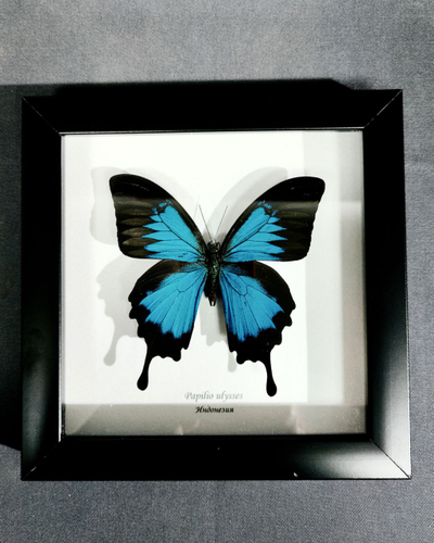 Парусник Улисс № 1296