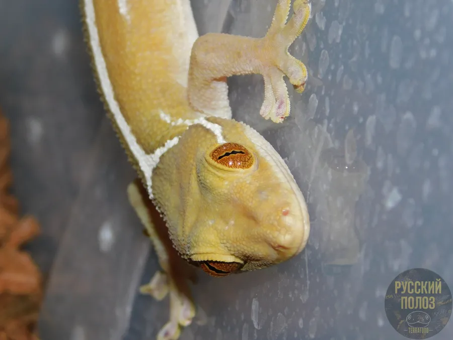 Полосатый геккон, Gekko vittatus