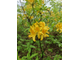 Азалия / Рододендрон желтый (Rhododendron luteum) абсолю (1 г)