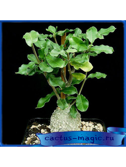 Fockea edulis
