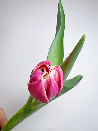 Букет пионовидных тюльпанов 25 шт Columbus