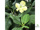 Brunfelsia Americana
