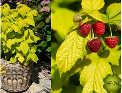 МАЛИНА КАРЛИКОВАЯ "ГРУВИ" (РЕМОНТАНТНАЯ, ПОДХОДИТ ДЛЯ ВЫРАЩИВАНИЯ В ГОРШКЕ)