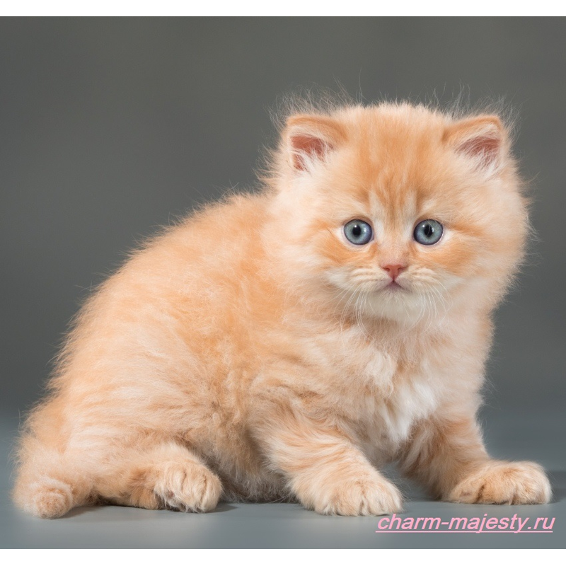 photo British longhair kitten red carrier cinnamon cattery charm majesty