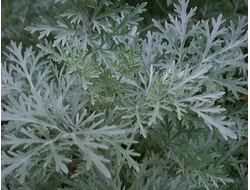 Полынь таврическая (Artemisia taurica), трава, Крым (5 мл) - 100% натуральное эфирное масло