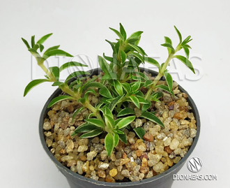 Sedum Silverstar - Sedum Lineare Variegatum, Очиток линейный серебряная звезда, очиток игольчатый, очиток ковровый