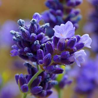 Гидролат Лаванда горная Lavandula angustifolia Vera (цветущие побеги) 100 мл