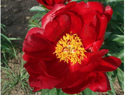 Пион Red Red Rose (Ред Ред Роуз)