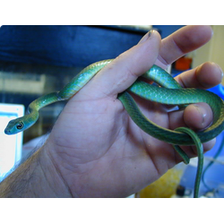 Африканский кустарниковый уж (Philothamnus battersbyi)